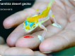 1303240418 - 000 - namibia desert gecko